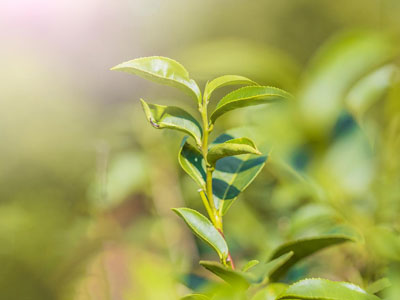 茶企迎来重磅利好，二维码质量溯源成为茶企发展引擎