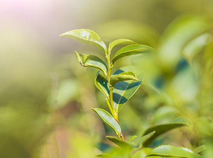 茶叶追溯，茶叶溯源